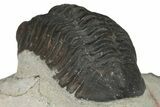 Austerops Trilobite - Jorf, Morocco #204303-4